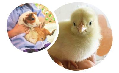 うめたにまるしぇ ピクニカ共和国